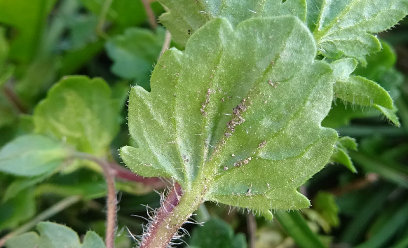 Veronica persica / Veronica di Persia